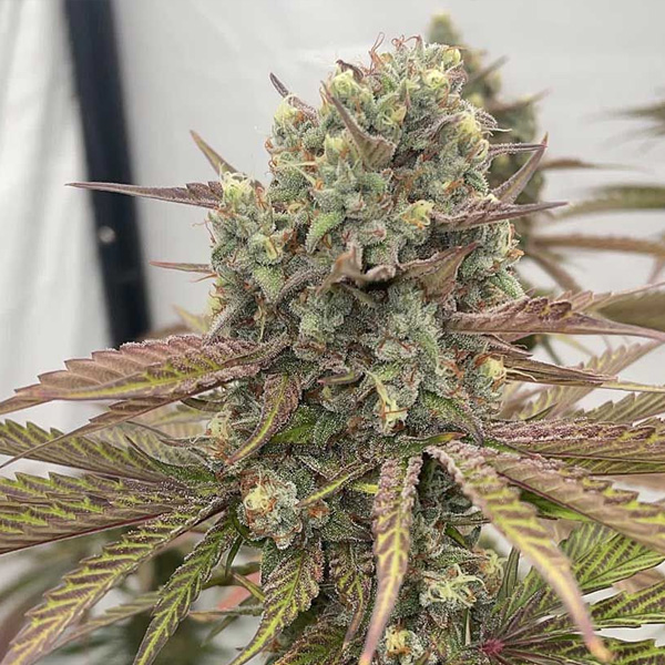 Semillas feminizadas Zapplewoodz de Conscious Genetics para cultivo