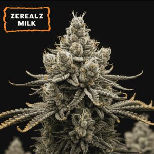 Paquete de semillas feminizadas Zerealz Milk de Seedstockers