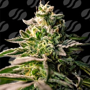 Semillas feminizadas Zingatsu Original Sensible para cultivo