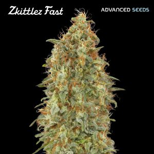 Zkittlez Fast 5 + 2 u. fem. Advanced Seeds