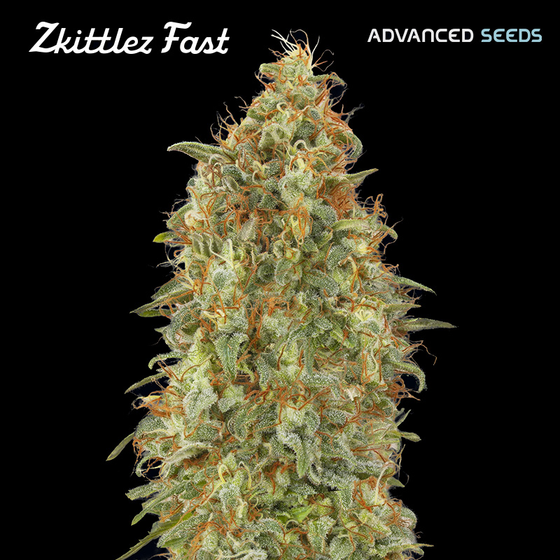 Zkittlez Fast 5 + 2 u. fem. Advanced Seeds