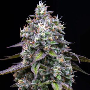 semilla feminizada Zoap de Barney's Farm para cultivo de cannabis