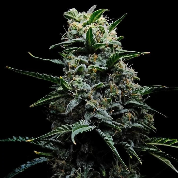 semillas feminizadas Zoinsk Empire Seeds para cultivo