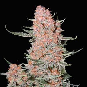 Ztrawberriez Auto 3 u. fem. FastBuds Seeds