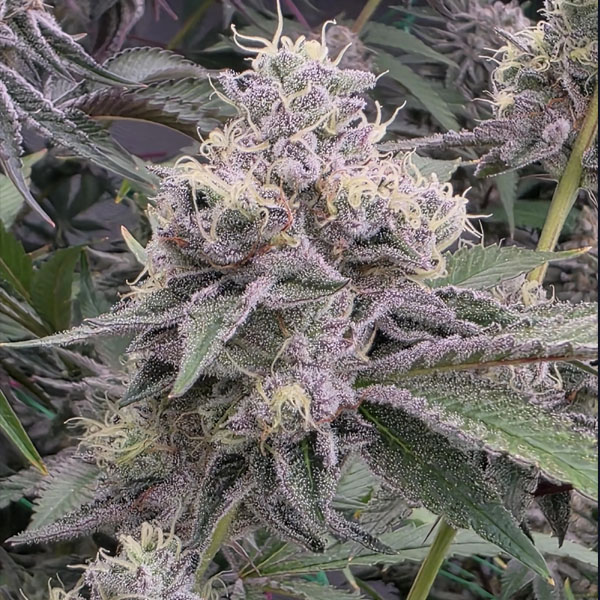 Ztrawberry Soup 13 u. Reg Bask Triangle Farms