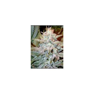 Aurora Indica feminizadas Nirvana