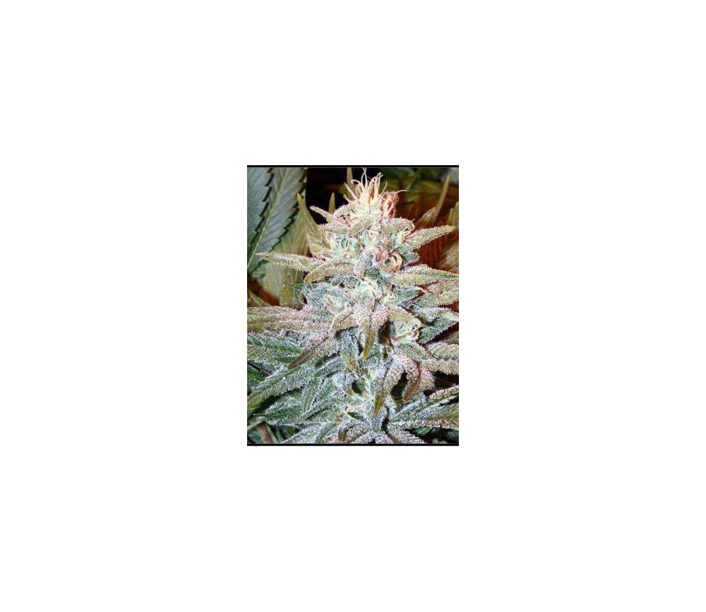 Aurora Indica feminizadas Nirvana