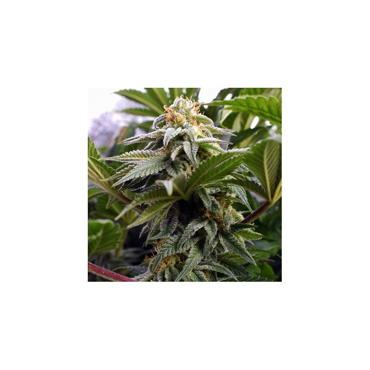 Raze 47 feminizadas Xtreme Seeds