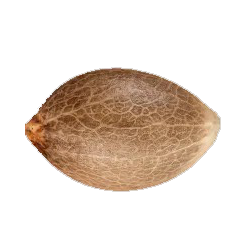 Semillas Feminizadas