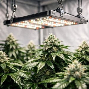 Armario de cultivo indoor con luces LED ajustables por poleas de precisión